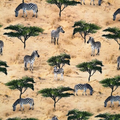 100% Cotton Print Fabric African Safari - Zeb