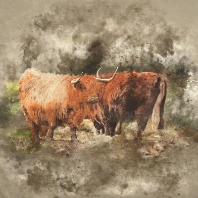 100% Cotton Canvas Look Art Panel - Highland Cattle